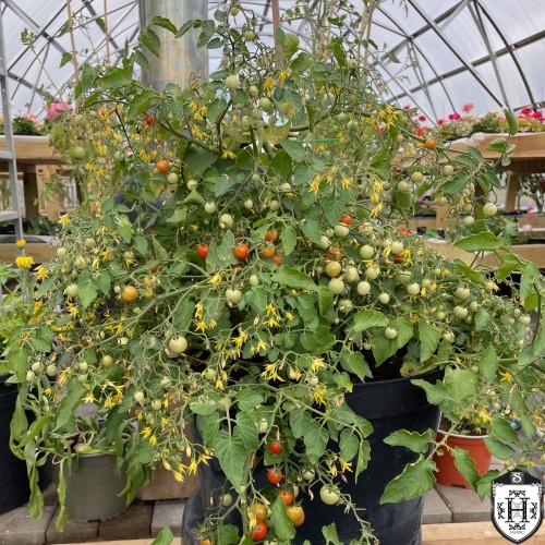 Solanum lycopersicum '100/1000' - Harilik tomat '100/1000' P9/0,55L